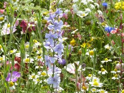 South Petherton Wallpaper