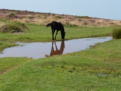 Quantock Hills Wallpaper