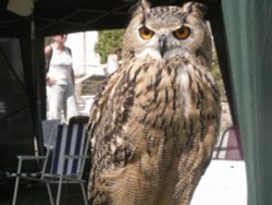 Another pose of the owl at Bretton near Wakefield Wallpaper