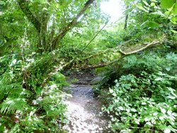 Ilfracombe Wallpaper