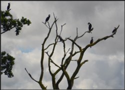 Collection of Cormorants, Great Doddington. Wallpaper