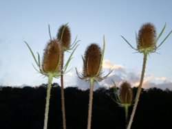 With a little help from the flash Wallpaper