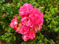 Avon Valley Flowers Wallpaper