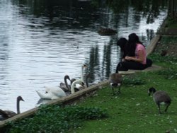 Melbourne Hall pond Wallpaper