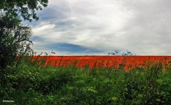 Stour Valley Summer, Blandford Forum.