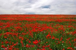 Stour Valley Summer, Blandford Forum. Wallpaper