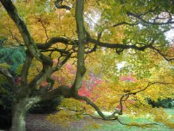 Westonbirt Arboretum Wallpaper