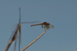 Female Common Darter Wallpaper