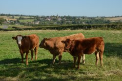 South Croxton Wallpaper