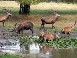 Red Deer, Bushey park