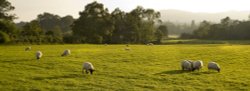 Ambleside Sheep 1 Wallpaper