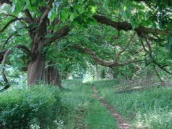 Spring Chestnuts between Rousham and Lower Heyford Wallpaper