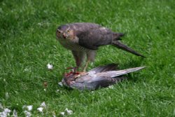 Sparrowhawk in Gateshead. Wallpaper