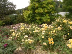 Blenheim Palace gardens Wallpaper