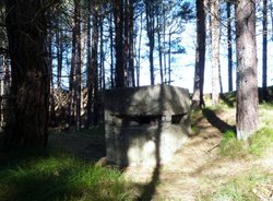 Tentsmuir forest Wallpaper