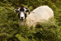 Loughrigg fell Wallpaper