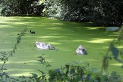 In the soup. Wallpaper