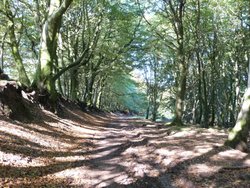 Quantock Hills Wallpaper