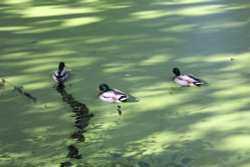 In the wake of the Duck. Wallpaper