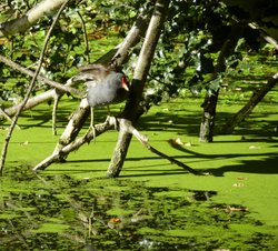 The Phobia! Wallpaper