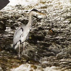 Heron, Ambleside Wallpaper