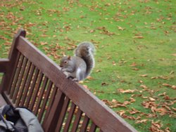Squirrel in Kensington Gardens Wallpaper