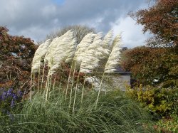 National Botanic Garden of Wales Wallpaper