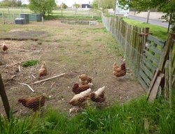 Hens free to roam at Tunstall Wallpaper