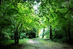 Hartshill Hayes Wallpaper