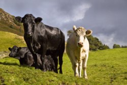 Natives of Loughrigg Wallpaper