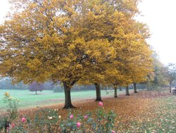 Hall Park, Rushden Wallpaper