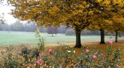 Rushden Hall Park Wallpaper