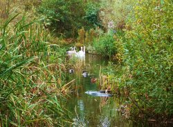 Normanston Park Oulton Broad Wallpaper