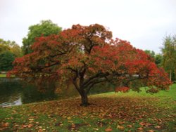 Autumn in St James' Park, London Wallpaper
