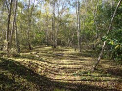 A walk in Beacon Wood Country Park, Bean Wallpaper