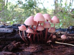 Beacon Wood Country Park, Bean. Wallpaper