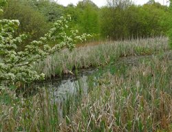 Remnants of the Dearne and Dove Canal Wallpaper