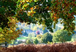 Newtown Linford, Bradgate Park Wallpaper