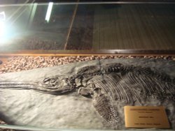 Treasures of the Earth, the fossilised Icthyosaurus Wallpaper