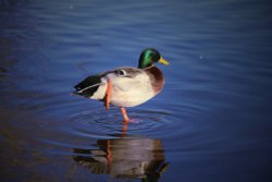 Kingsbury Water Park Wallpaper