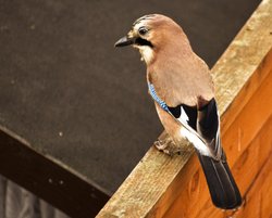 Jay in my back yard Wallpaper