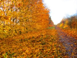 Autumn in Shipley Country Park