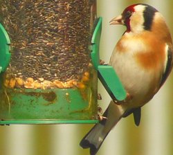 A Goldfinch feeding In our garden in Thurmaston Wallpaper