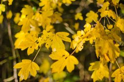 Branston Water Park - The Last Autumn Leaves Wallpaper