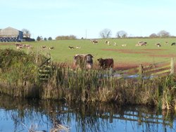 Sampford Peverell Wallpaper