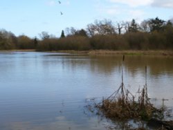 Bullrushes and Millpond Wallpaper