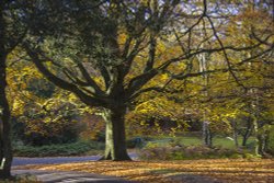 Autumn Colours in Sutton Park