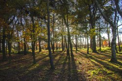 Hill Hurst Woods, Sutton Park Wallpaper