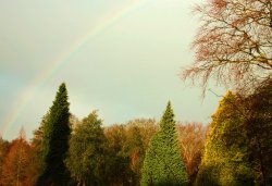 Cannock Chase Wallpaper