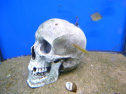 It's a bit of a fishy story. Wallpaper